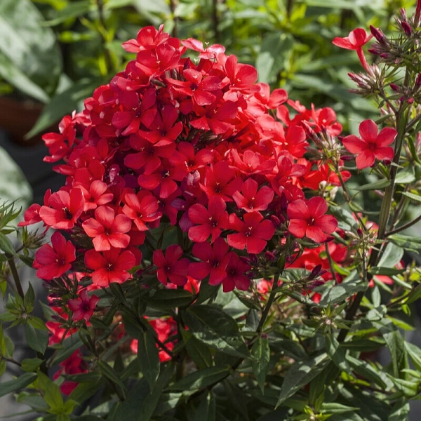 Floks wiechowaty 'Flame® Red' – Phlox paniculata